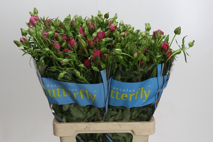 <h4>Ranunculus Butterfly Lycia</h4>