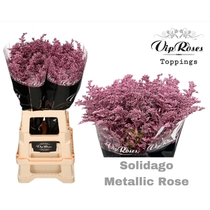 SOLIDAGO METALLIC ROSE