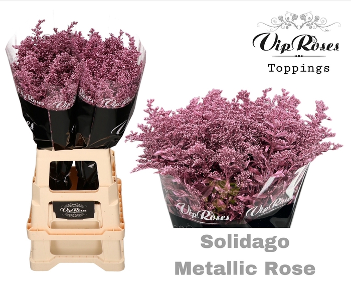 <h4>SOLIDAGO METALLIC ROSE</h4>