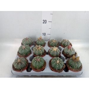 Cactus   ...