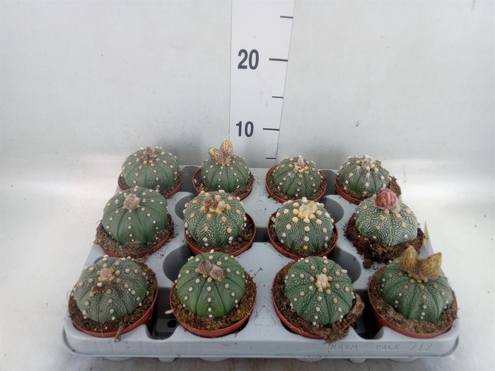 <h4>Cactus   ...</h4>