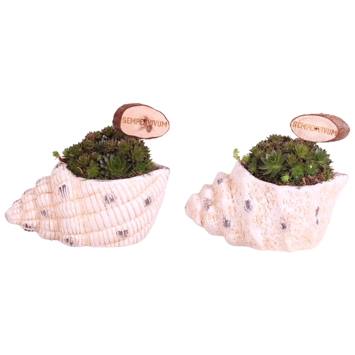 <h4>Opm Summer Arr. Sempervivum Ceramic SeaShell</h4>