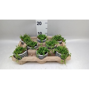 Arr.   Kamerplant Groen L%