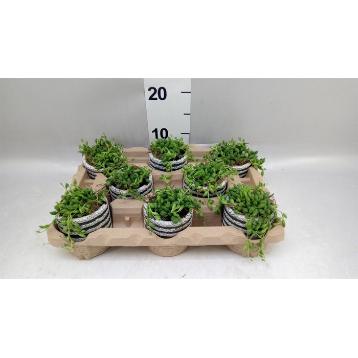 <h4>Arr.   Kamerplant Groen L%</h4>