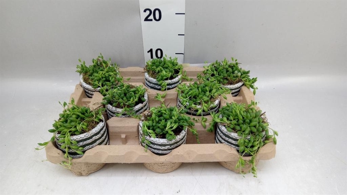 Arr.   Kamerplant Groen L%