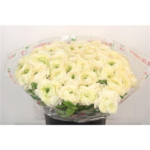 Ran... Su Cream 789 Super X50