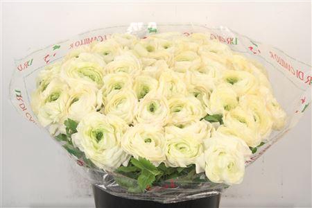 Ran... Su Cream 789 Super X50