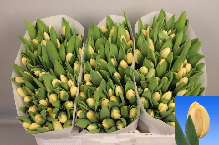 <h4>TU EN CREME FRAICHE</h4>