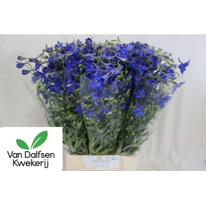 Delphinium Volkerfriede 60cm