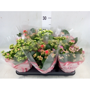 Kalanchoe blos.   ..rosebud mix  5