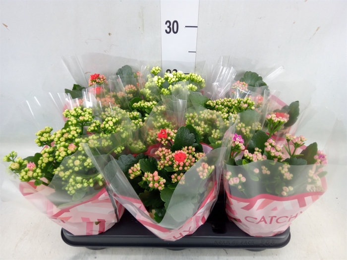 <h4>Kalanchoe blos.   ..rosebud mix  5</h4>