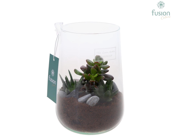 <h4>Green Bottle Deline Medium met Succulenten</h4>