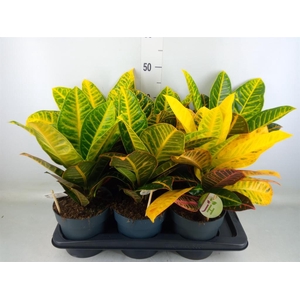 Codiaeum var. GR 'Petra'