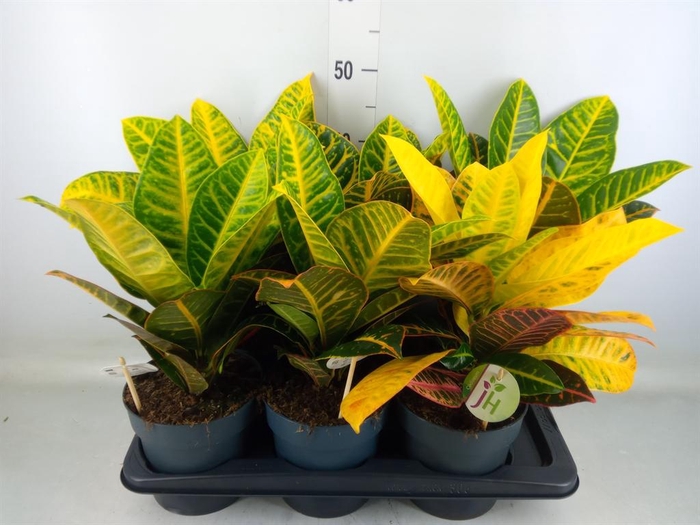 <h4>Codiaeum var. GR 'Petra'</h4>