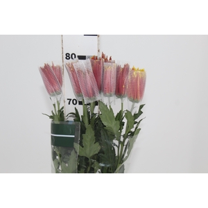 ANASTASIA CHISPA 080 CM BICOLOR