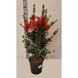 CALLIS CI SPLENDENS