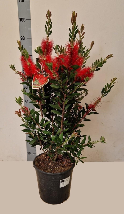 <h4>CALLIS CI SPLENDENS</h4>