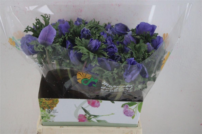 <h4>Anem Mistral Blue</h4>