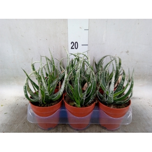 Aloe   ...