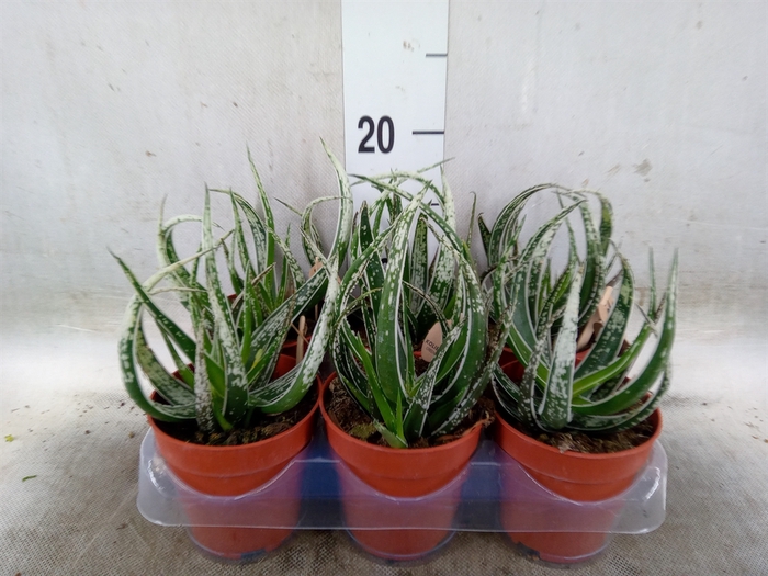 <h4>Aloe   ...</h4>