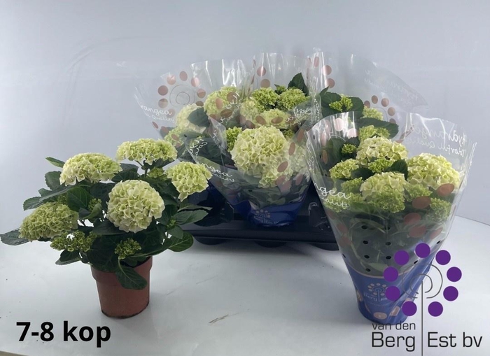 <h4>HYDR M HI WHITE SUN</h4>