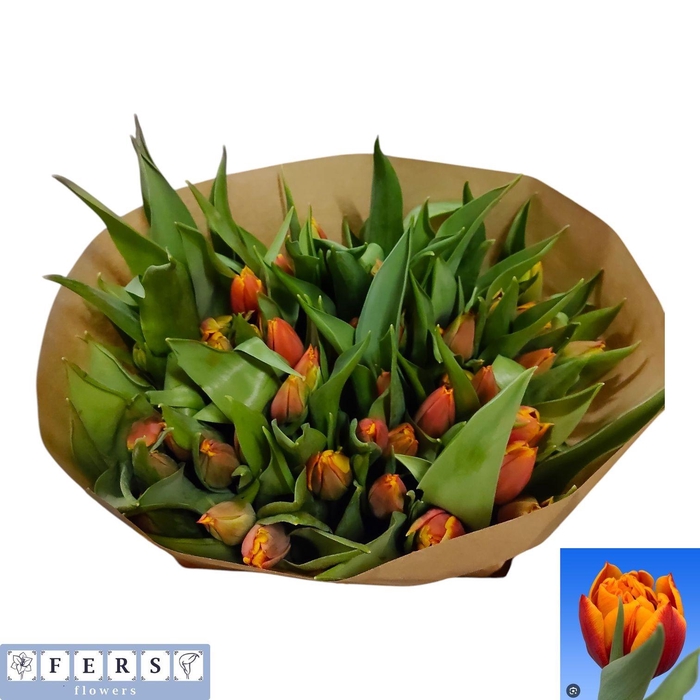 <h4>TU DU ATLAS</h4>