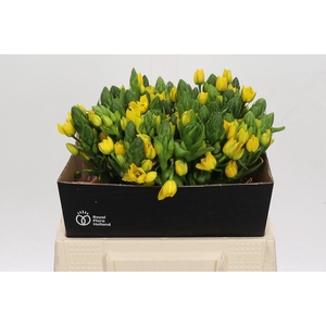 Ornithogalum Dubium Yellow Asa