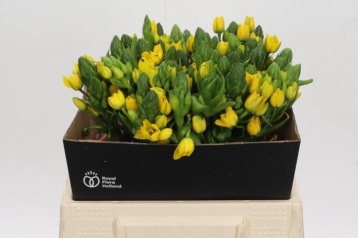 <h4>Ornithogalum Dubium Yellow Asa</h4>