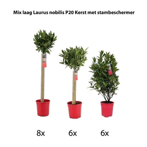 Mix laag Laurus nobilis P20 kerst met stambeschermer