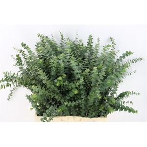 Euca Baby Blue 300gr S A P Bunch