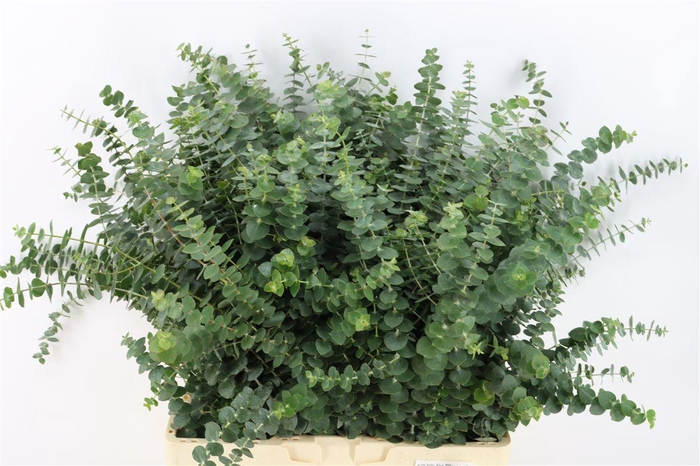 <h4>Euca Baby Blue 300gr S A P Bunch</h4>