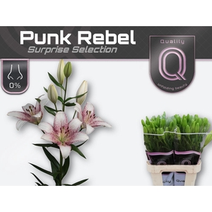 LI LA PUNK REBEL 5+