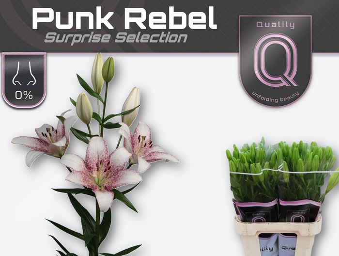 <h4>LI LA PUNK REBEL 5+</h4>