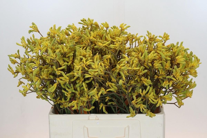 <h4>ANIGOZ BUSH DOWN</h4>