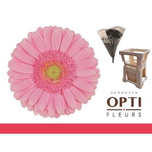 Gerbera Glossy Water