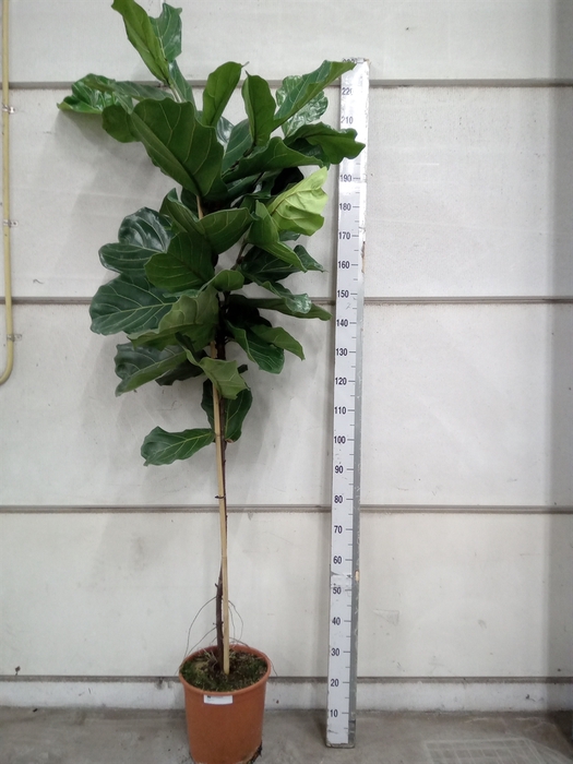 <h4>Ficus lyrata</h4>