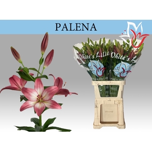 LI LA PALENA