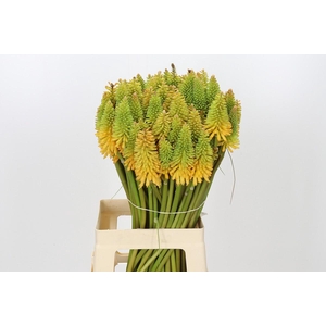 Kniphofia Eycone Peach