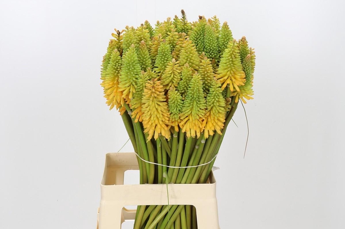 Kniphofia Eycone Peach