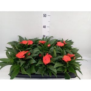 Impatiens NG 'Tamarinda Orange'