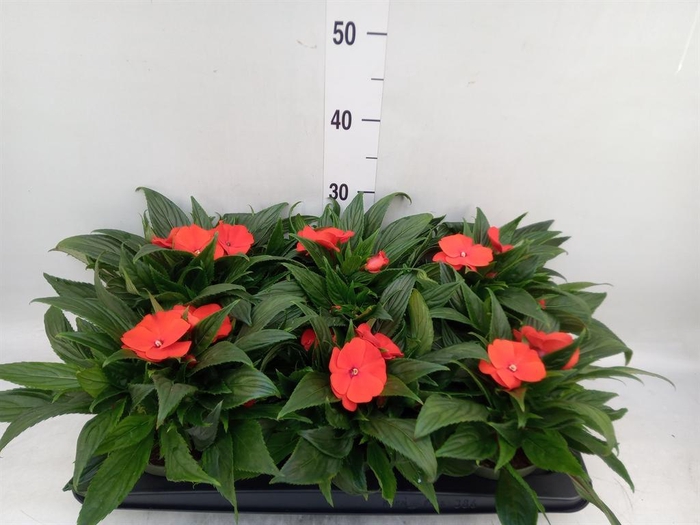 <h4>Impatiens NG 'Tamarinda Orange'</h4>