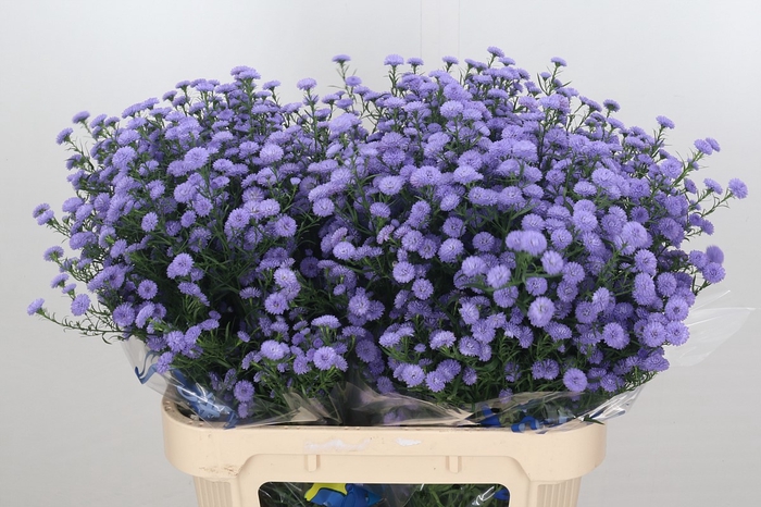 <h4>Aster Baby Blue</h4>