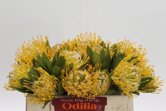 <h4>LEUCO SUPER GOLD</h4>