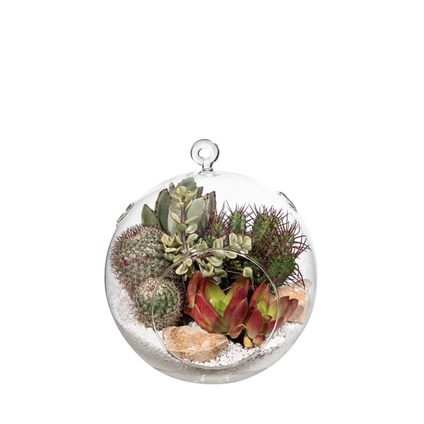 <h4>GLASS COMPOSITION - HANGING BALL VASE Ø 18 - IN CARDBOARD BOX CM 20x20 (CACTUS EN SUCCULENTEN)</h4>