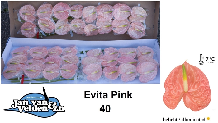 <h4>Anthurium Evita Pink</h4>