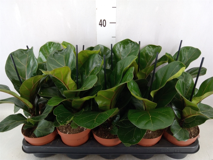 <h4>Ficus lyrata 'Bambino'</h4>