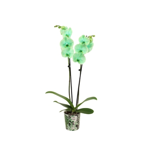 Potcover I Am Green Phal I Am Green 2T14+