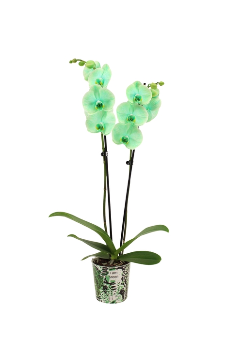 <h4>Potcover I Am Green Phal I Am Green 2T14+</h4>