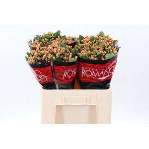 Hyp Mellow Romance  55cm