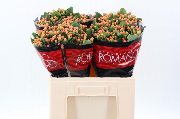 <h4>Hyp Mellow Rom 50cm</h4>